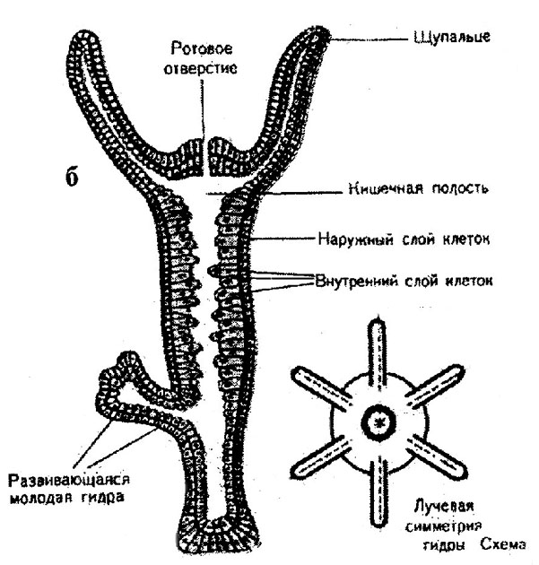 Кракен торговая